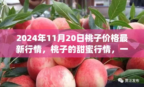 桃子甜蜜行情背后的友情与陪伴故事，2024年11月20日最新行情