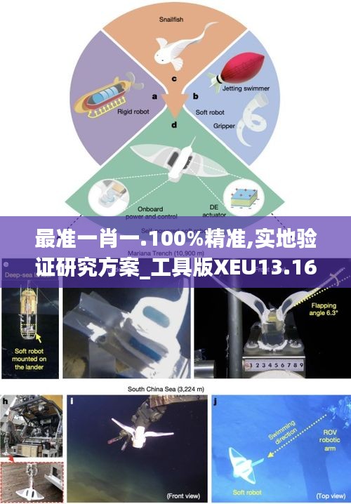 最准一肖一.100%精准,实地验证研究方案_工具版XEU13.16