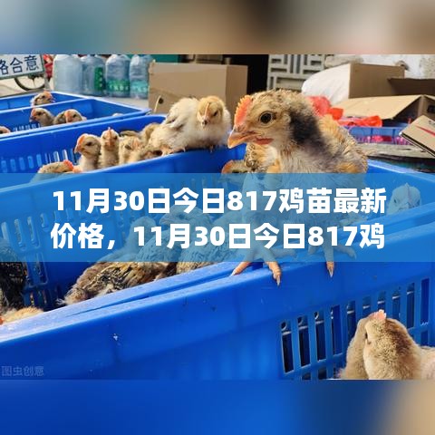 多方观点碰撞与个人立场阐述，最新817鸡苗价格分析