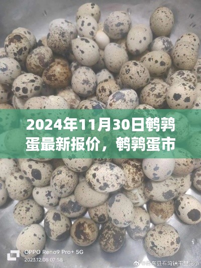 鹌鹑蛋市场风云再起，最新报价解析（2024年11月30日）