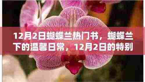 蝴蝶兰下的温馨日常,12月2日的特别时光