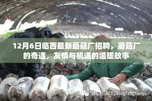临西蘑菇厂奇遇,友情与机遇的温暖故事招聘启事