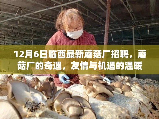 临西蘑菇厂奇遇,友情与机遇的温暖故事招聘启事