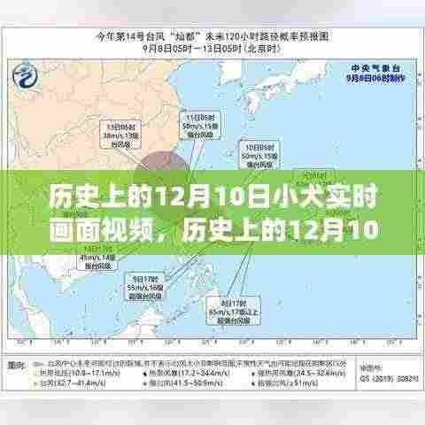 历史上的12月10日,小犬实时画面视频的珍贵记录