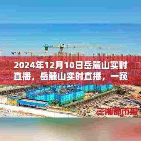 探寻自然与技术的融合之道,岳麓山实时直播一窥究竟