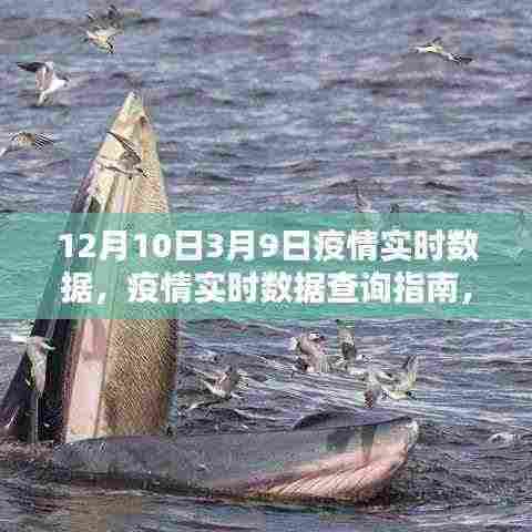 从12月10日至3月9日疫情实时数据查询指南,操作流程详解