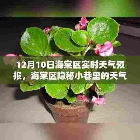 海棠区隐秘小巷的意外惊喜,12月10日实时天气预报与独特风味解读