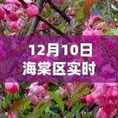 海棠区隐秘小巷的意外惊喜,12月10日实时天气预报与独特风味解读