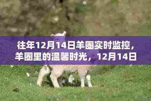 羊圈温馨时光,羊圈实时监控记录日常