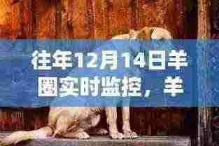 羊圈温馨时光,羊圈实时监控记录日常