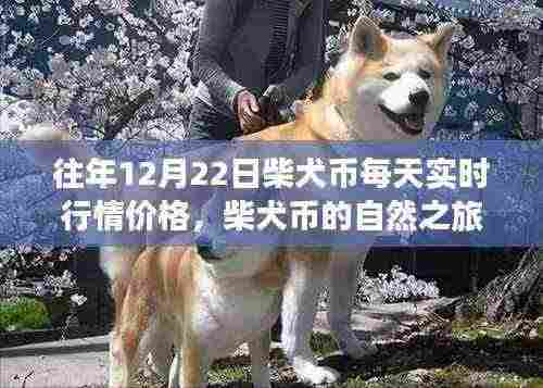 柴犬币行情追踪,心灵平静的货币之旅与美景奇谈揭秘