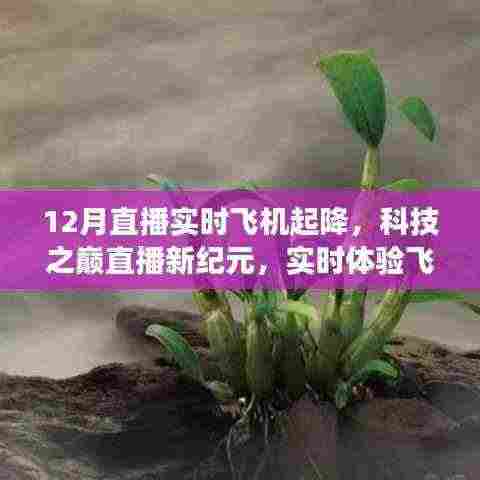 科技之巅，云端梦幻之旅的实时飞机起降直播