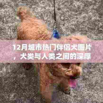 12月城市热门伴侣犬图片,犬与人的情感纽带