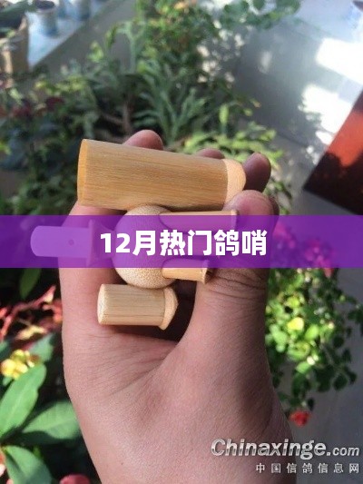 12月热门鸽哨信息