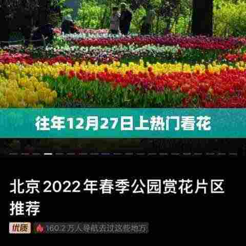 跨年热门花卉盛宴,每年的十二月二十七日观赏盛景