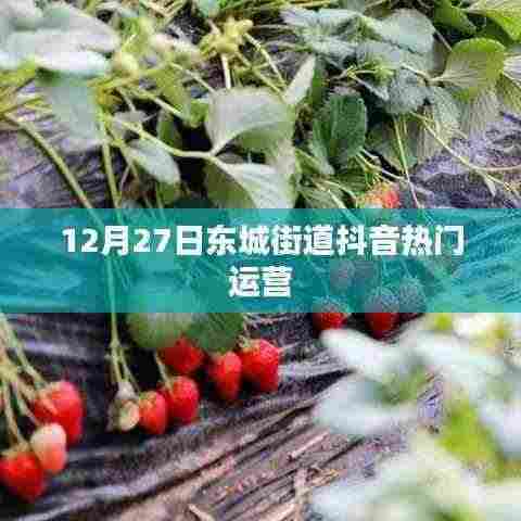 东城街道抖音运营热门秘籍,揭秘成功秘诀!