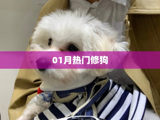 热门修狗动态,一月看点大解析