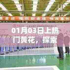 时尚潮流新篇章,黄花引领热门风潮