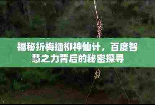 揭秘折梅插柳神仙计,百度智慧之力背后的秘密探寻