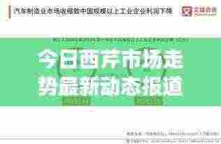 今日西芹市场走势最新动态报道