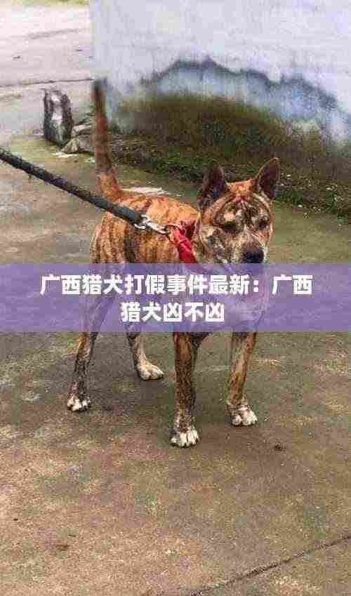广西猎犬打假事件最新:广西猎犬凶不凶