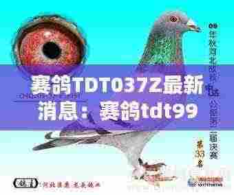 赛鸽TDT037Z最新消息:赛鸽tdt997z