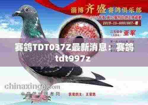 赛鸽TDT037Z最新消息:赛鸽tdt997z