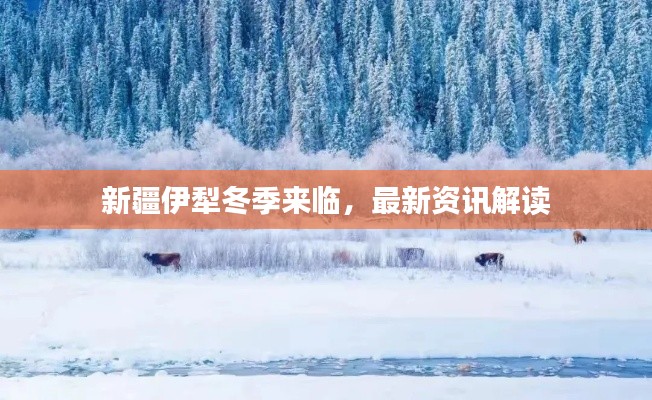 新疆伊犁冬季来临,最新资讯解读