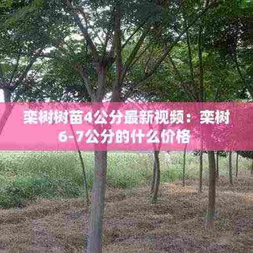 择善而从 第4页