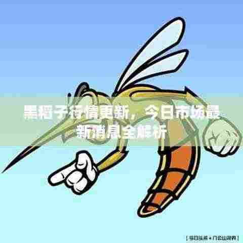 黑稻子行情更新,今日市场最新消息全解析