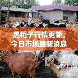 黑稻子行情更新,今日市场最新消息全解析