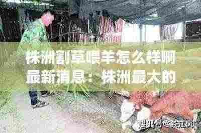 株洲割草喂羊怎么样啊最新消息:株洲最大的屠宰场在哪里