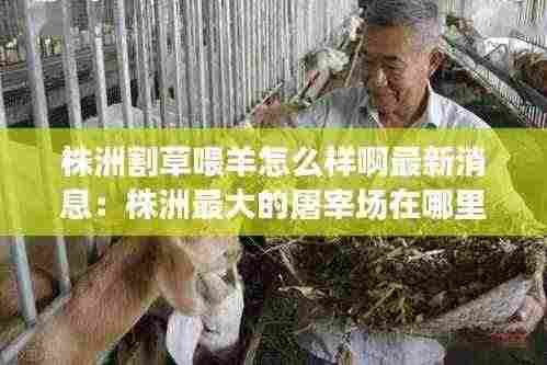株洲割草喂羊怎么样啊最新消息:株洲最大的屠宰场在哪里
