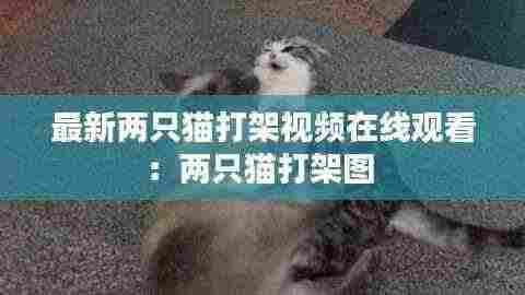 最新两只猫打架视频在线观看:两只猫打架图