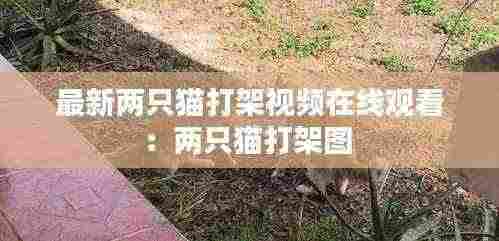 最新两只猫打架视频在线观看:两只猫打架图