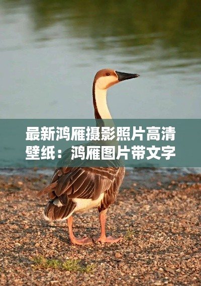 最新鸿雁摄影照片高清壁纸:鸿雁图片带文字