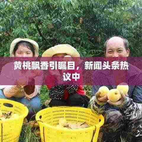 黄桃飘香引瞩目,新闻头条热议中