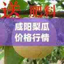 咸阳梨瓜价格行情最新报价:咸阳酥梨今年多少钱