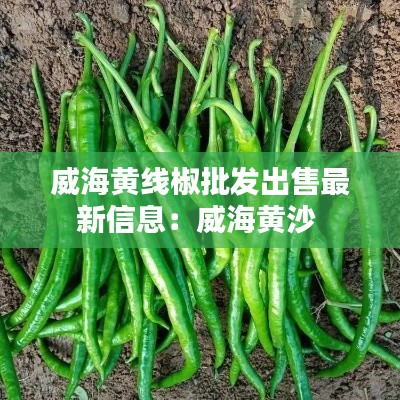 威海黄线椒批发出售最新信息:威海黄沙