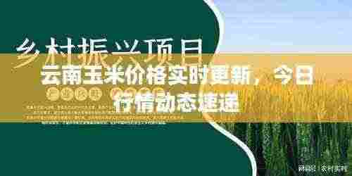 云南玉米价格实时更新,今日行情动态速递