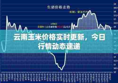 云南玉米价格实时更新,今日行情动态速递