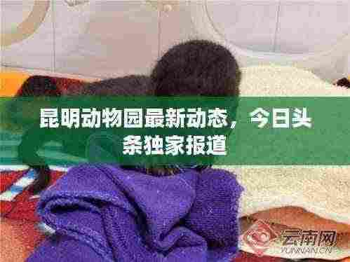 昆明动物园最新动态,今日头条独家报道