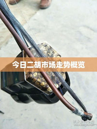 今日二胡市场走势概览