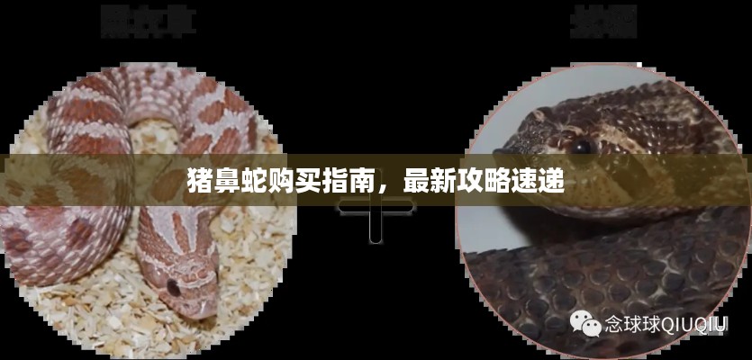 猪鼻蛇购买指南,最新攻略速递