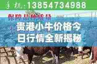 贵港小牛价格今日行情全新揭秘