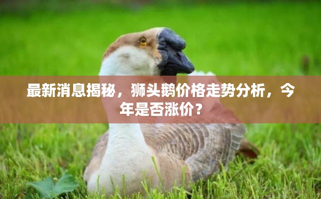 最新消息揭秘，狮头鹅价格走势分析，今年是否涨价？