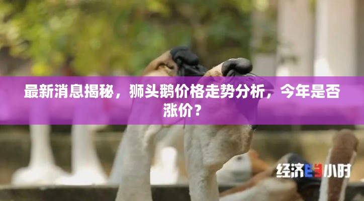 最新消息揭秘,狮头鹅价格走势分析,今年是否涨价?