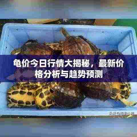 龟价今日行情大揭秘，最新价格分析与趋势预测