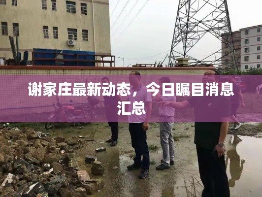 谢家庄最新动态，今日瞩目消息汇总