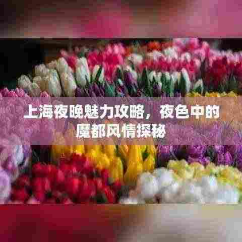 上海夜晚魅力攻略,夜色中的魔都风情探秘